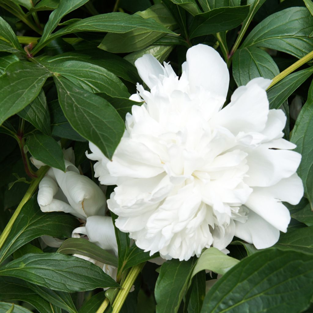 Peonia lactiflora Gardenia