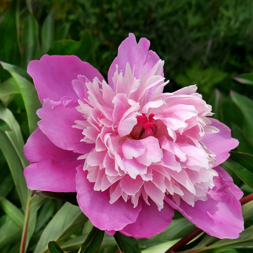 Peonia lactiflora Gay Paree