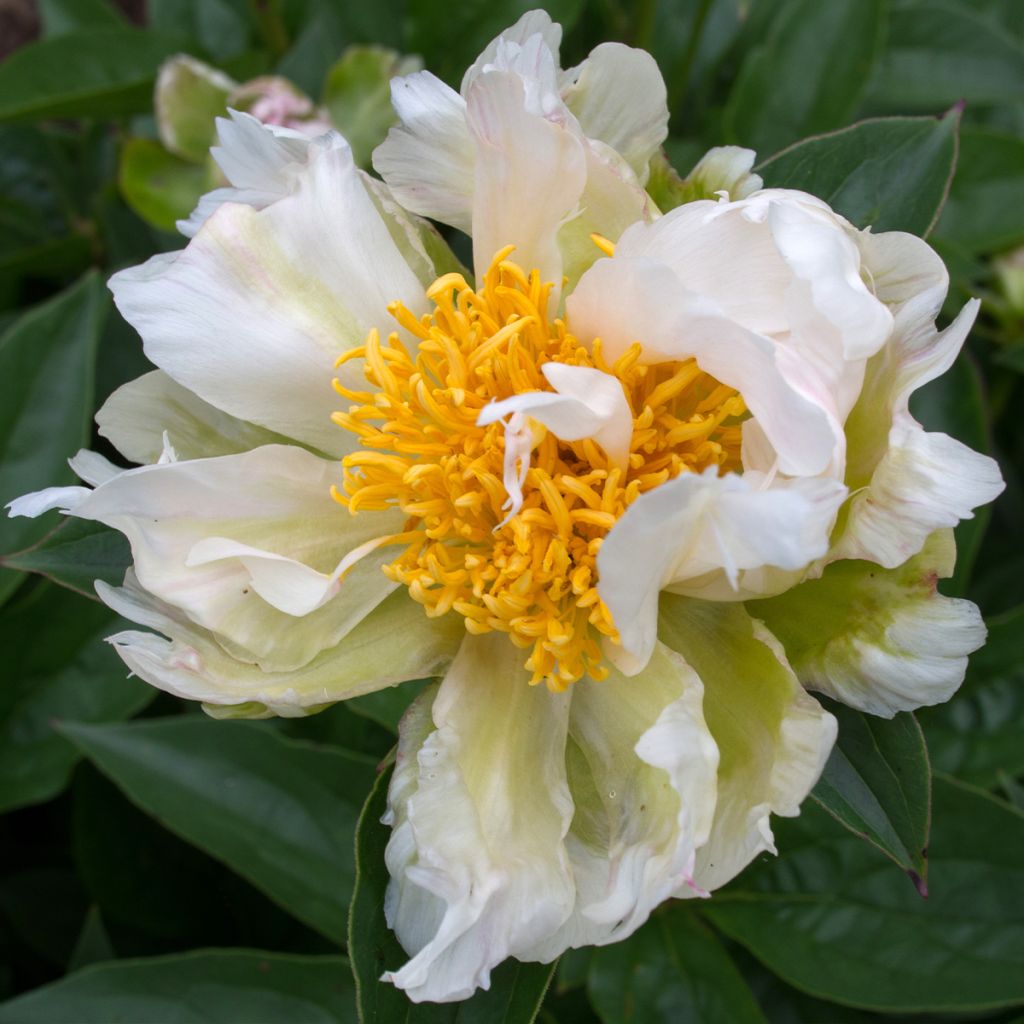 Pivoine lactiflora Green Lotus