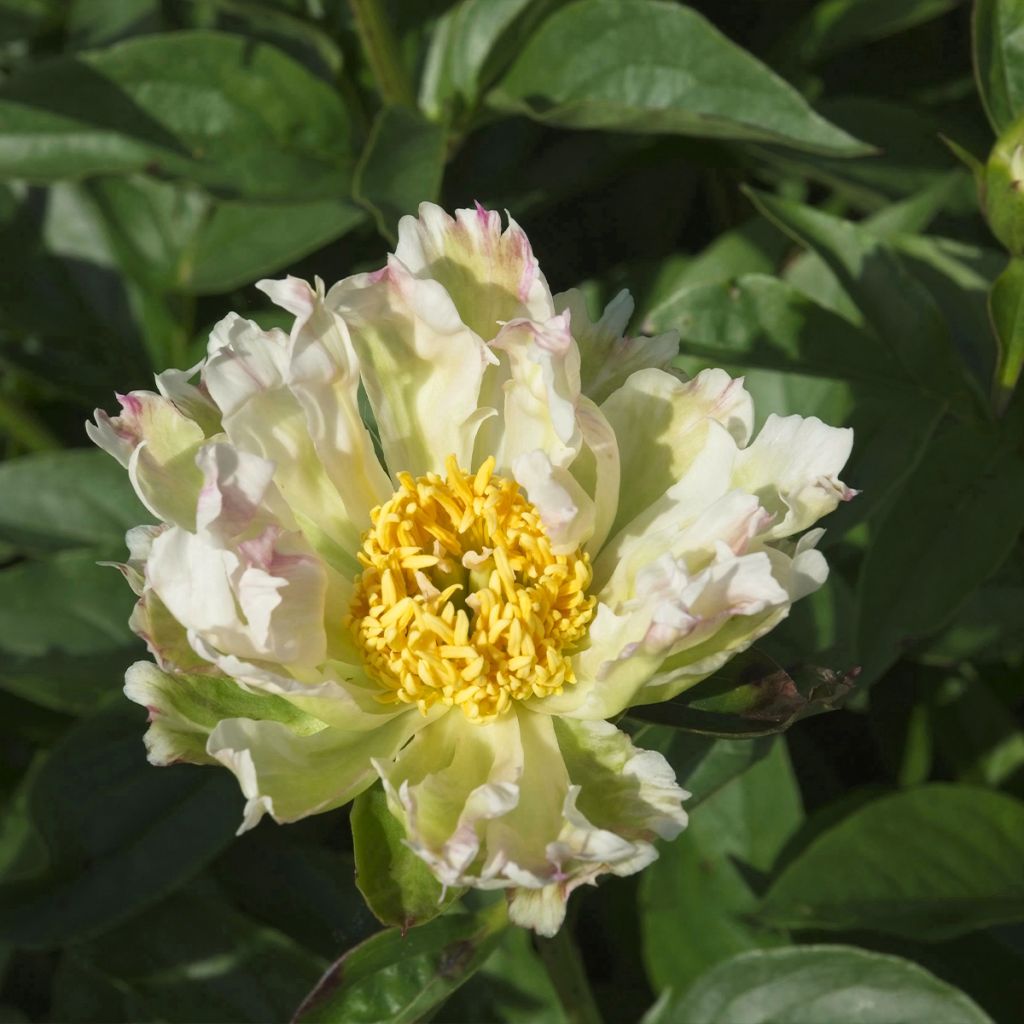 Pivoine lactiflora Green Lotus