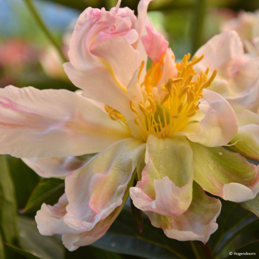 Pivoine lactiflora Green Lotus