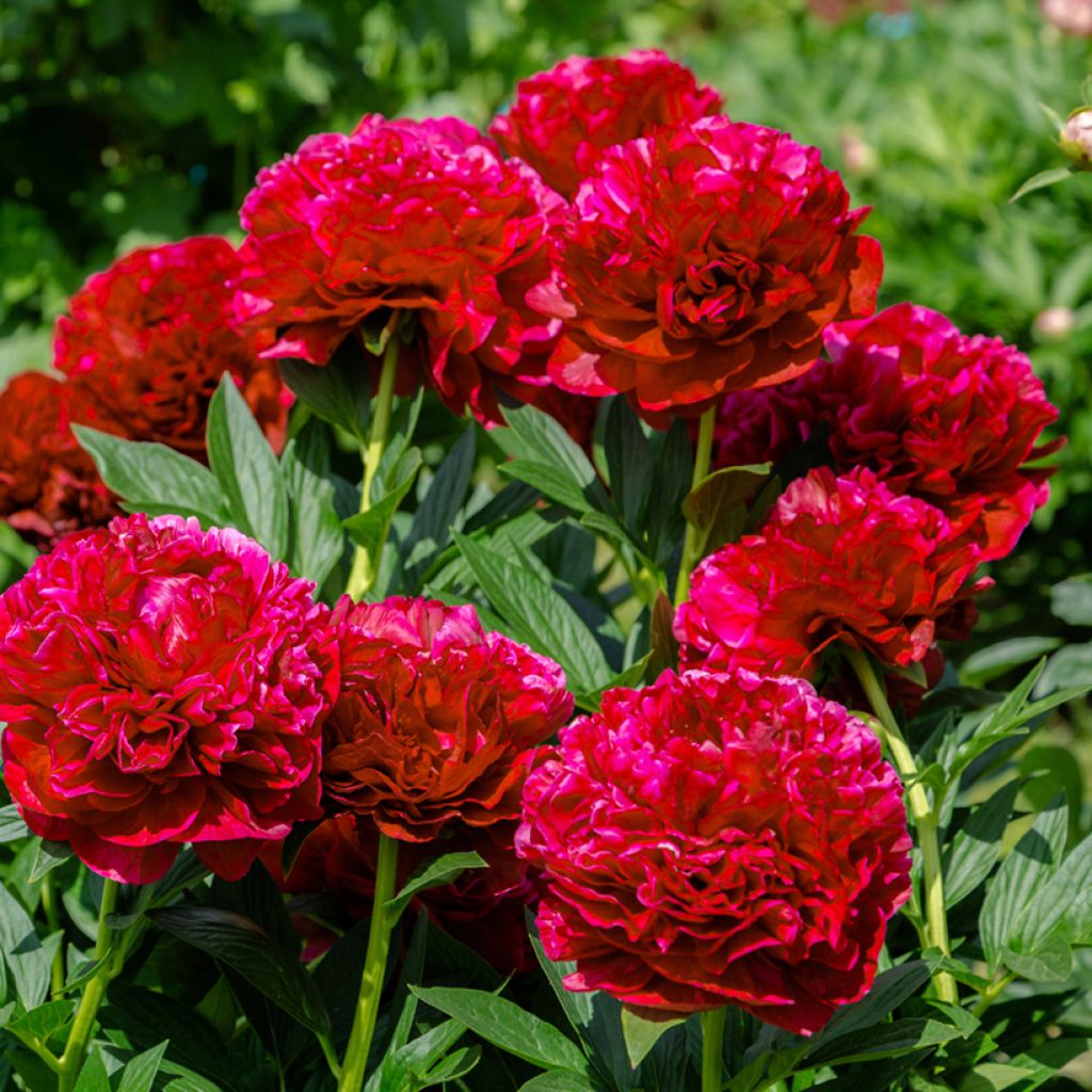 Peonia lactiflora Bockstoce