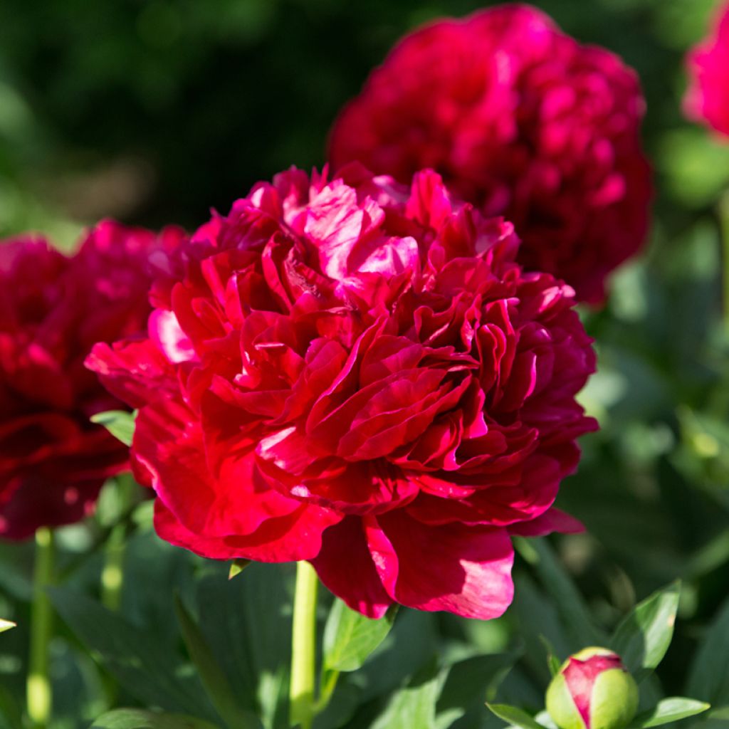 Peonia lactiflora Bockstoce