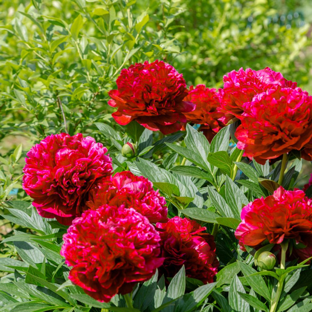 Peonia lactiflora Bockstoce