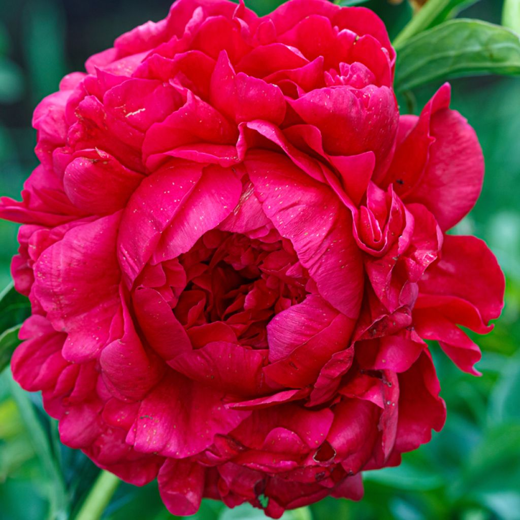 Peonia lactiflora Bockstoce