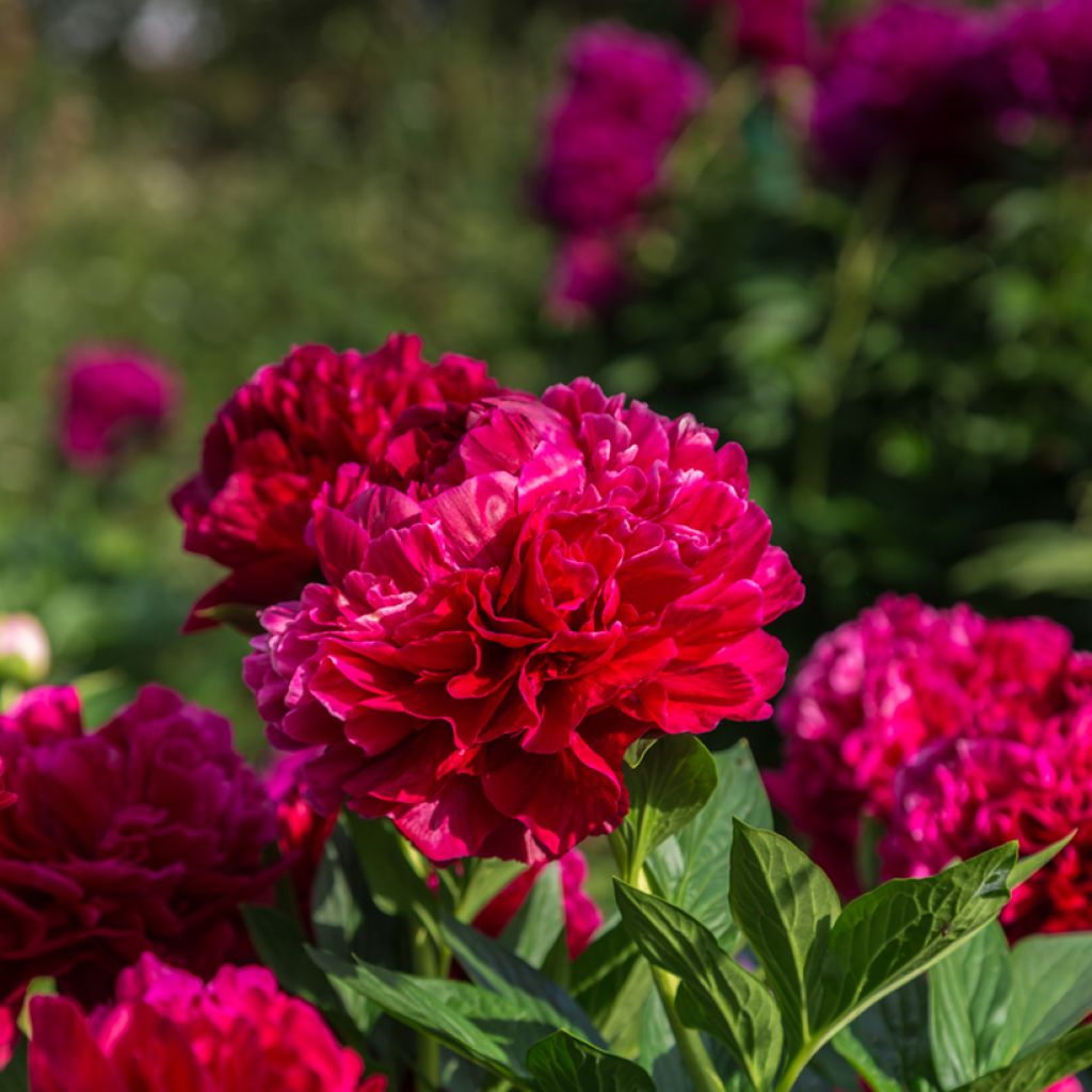 Peonia lactiflora Bockstoce