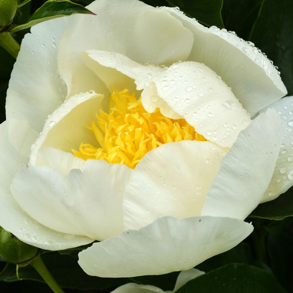 Peonia lactiflora Jan van Leeuwen