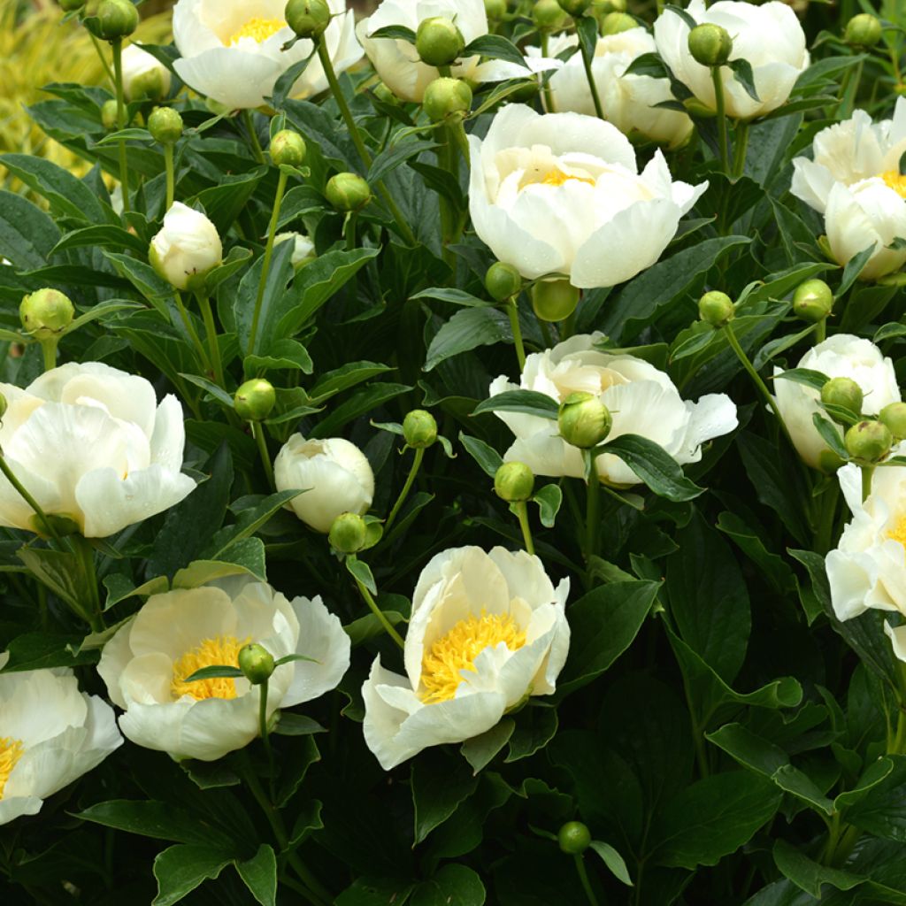 Peonia lactiflora Jan van Leeuwen