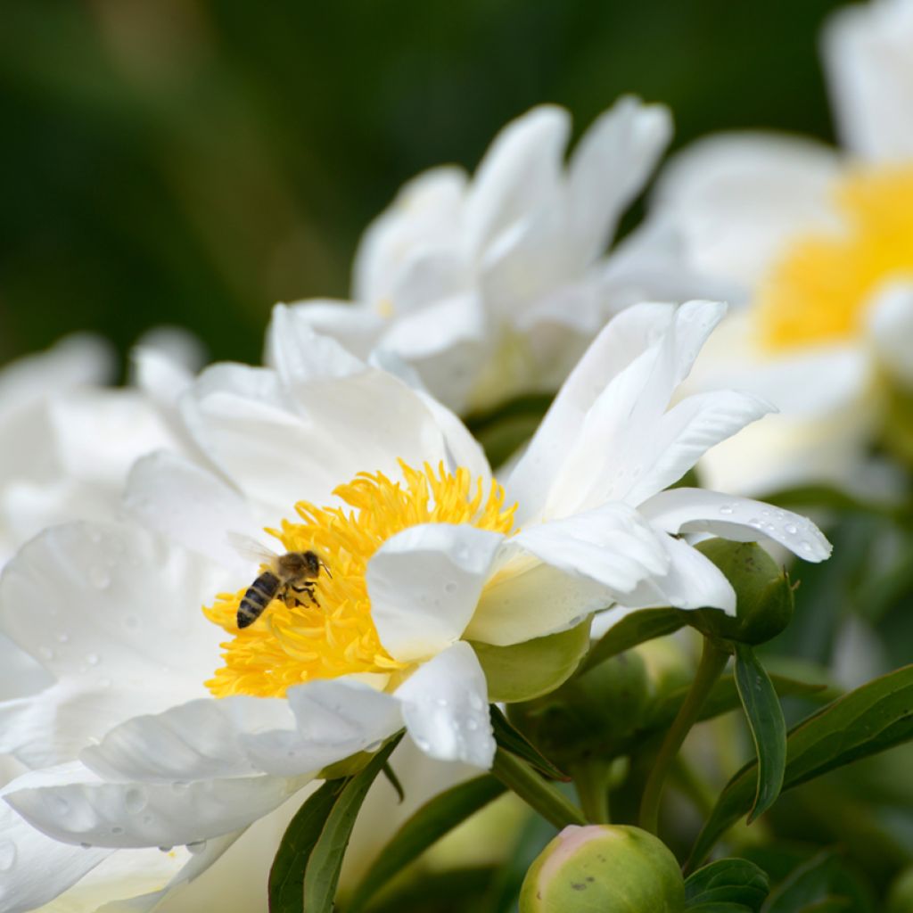 Peonia lactiflora Jan van Leeuwen