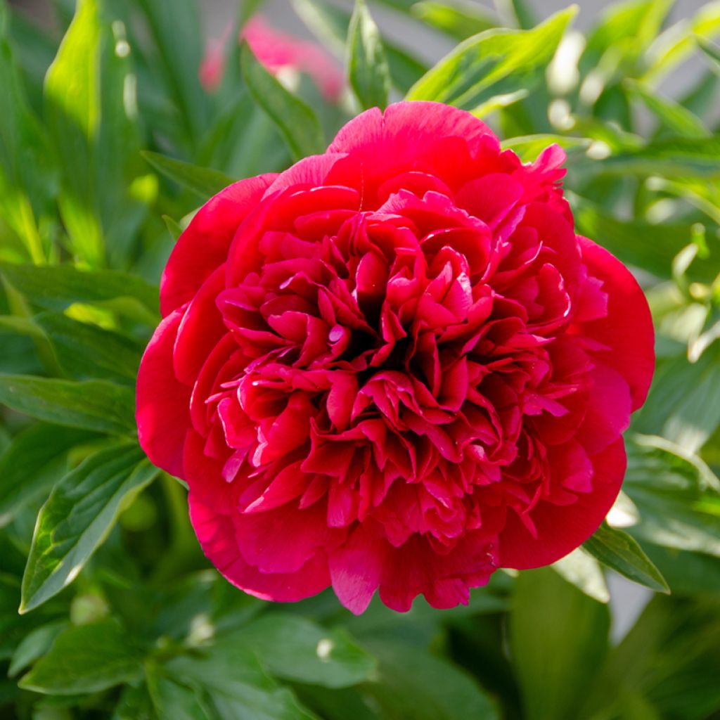 Peonia lactiflora Kansas