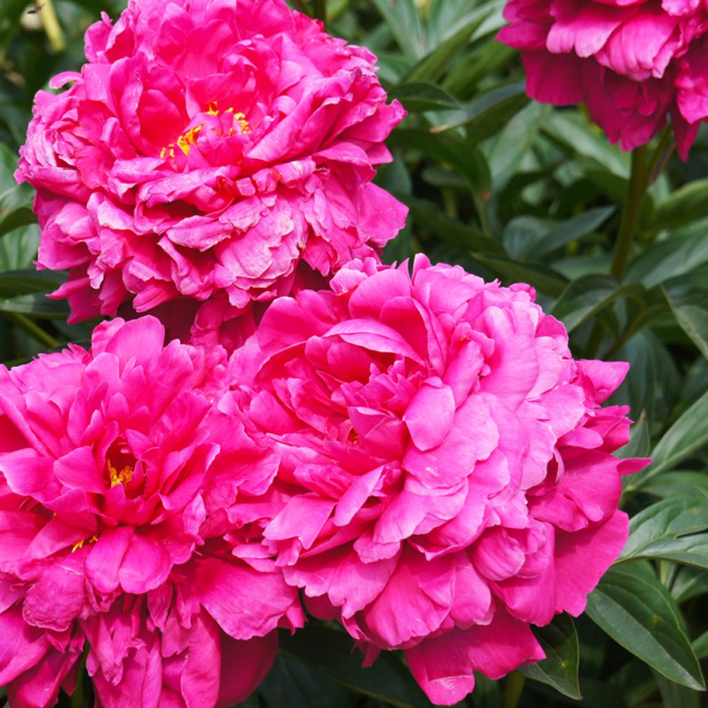 Peonia lactiflora Kansas