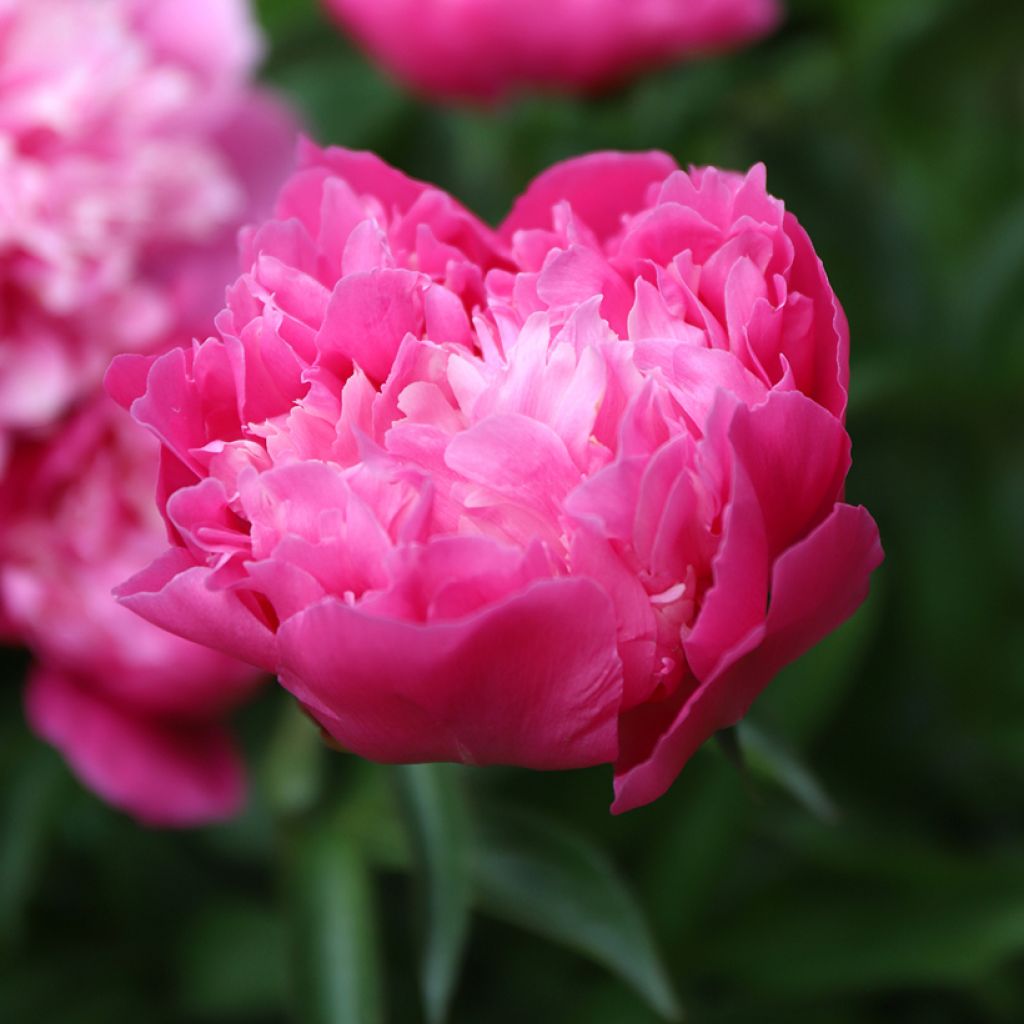 Peonia lactiflora Karl Rosenfield