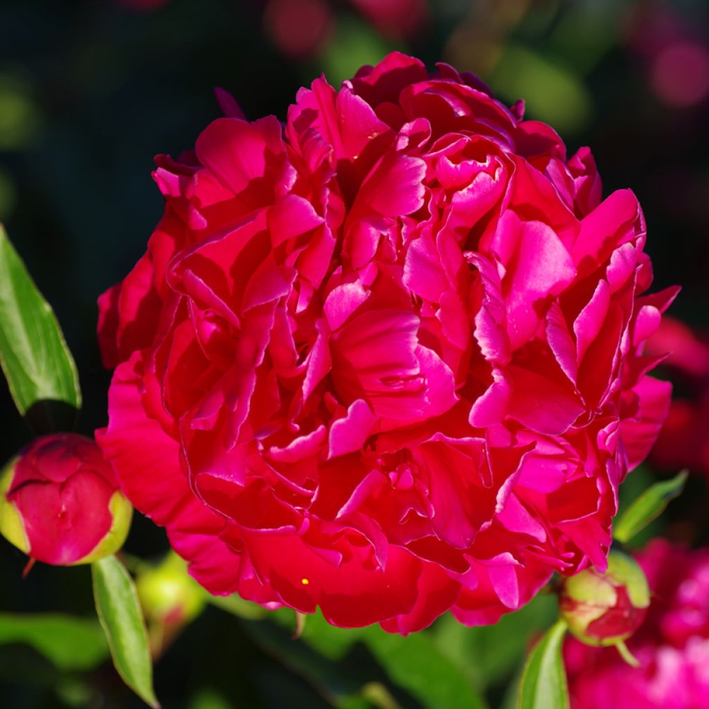 Peonia lactiflora Karl Rosenfield