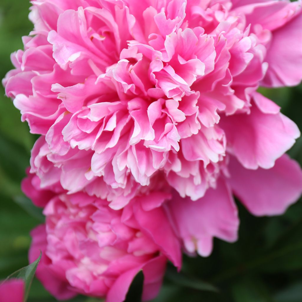 Peonia lactiflora Karl Rosenfield