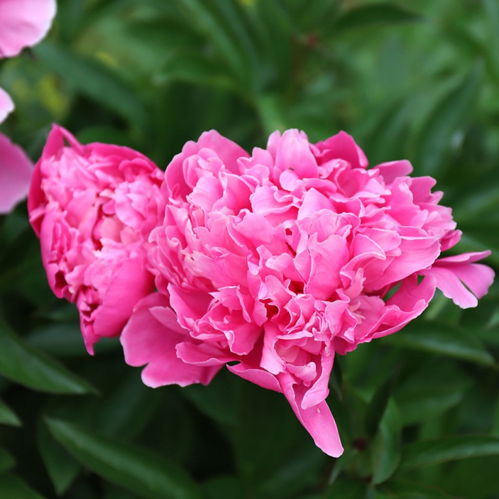 Peonia lactiflora Karl Rosenfield