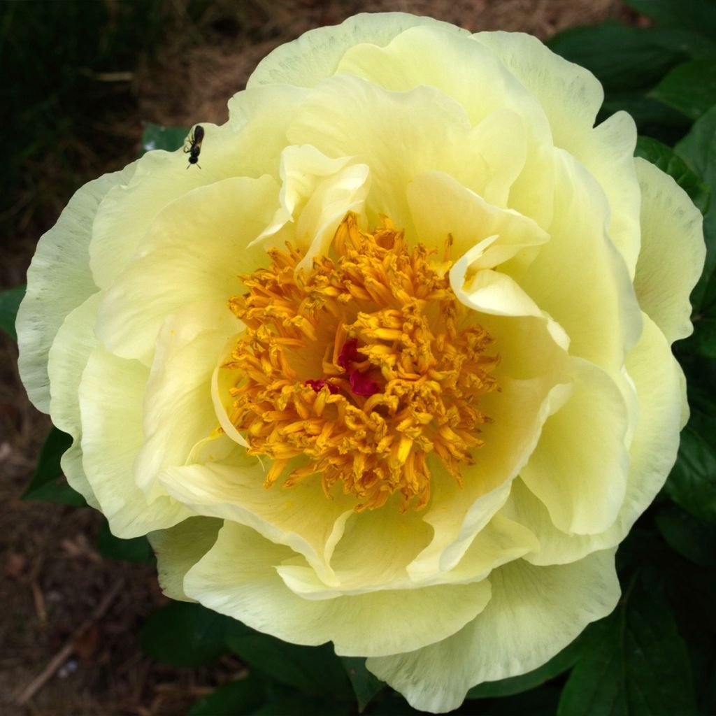 Peonia lactiflora Lemon Chiffon