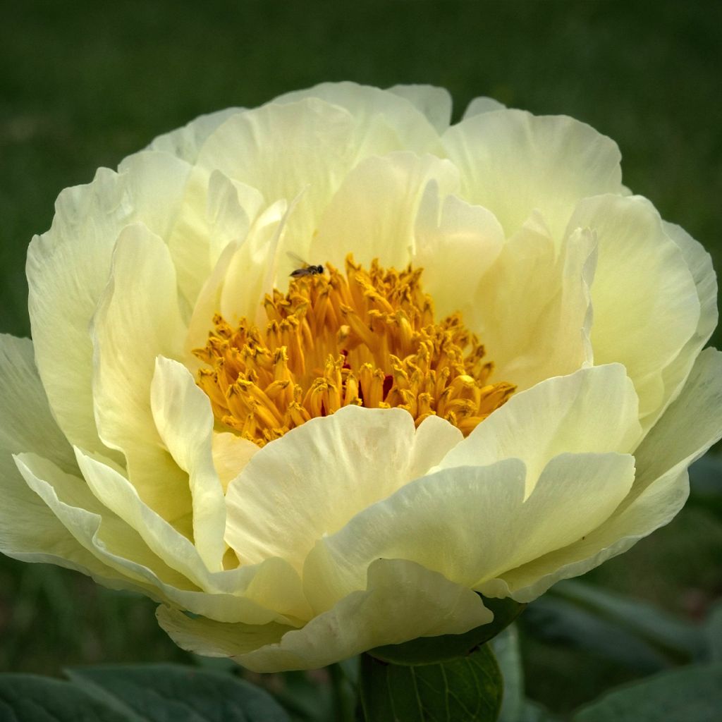 Peonia lactiflora Lemon Chiffon