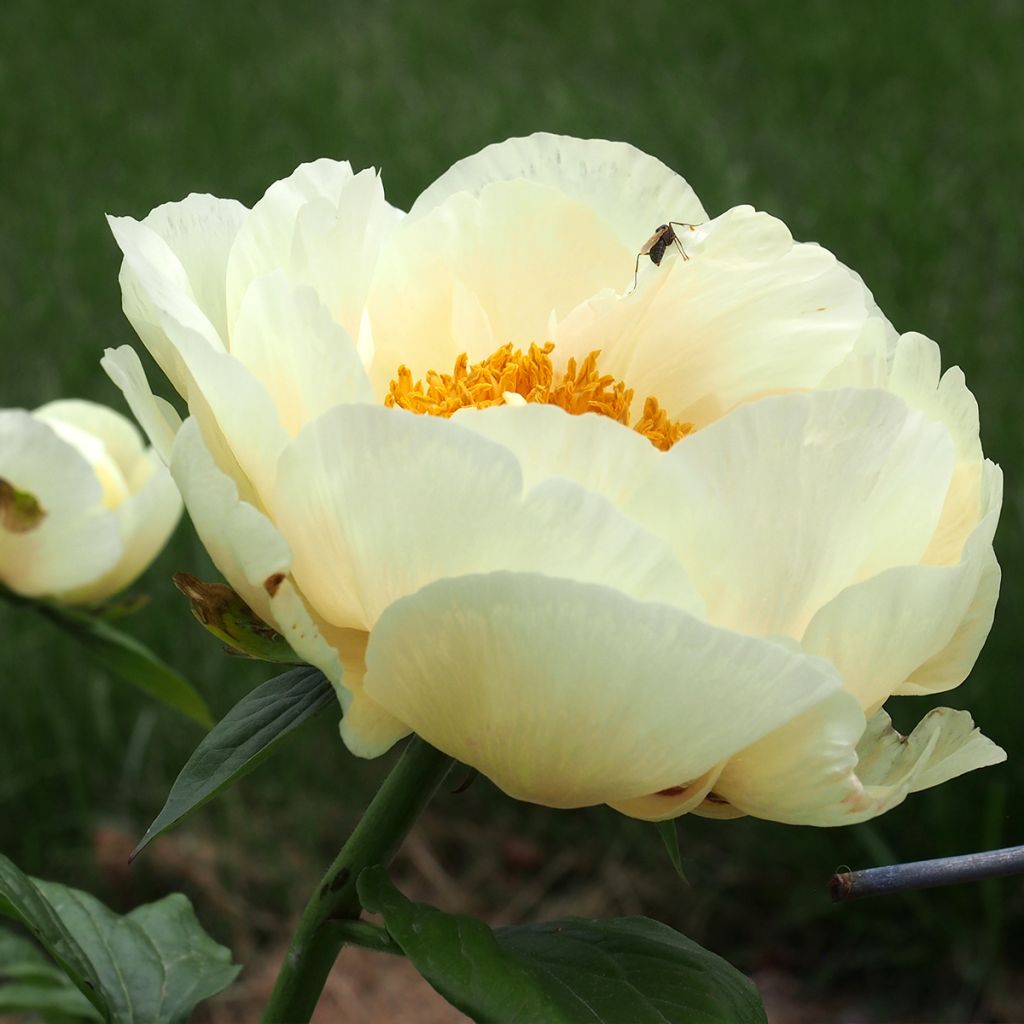 Peonia lactiflora Lemon Chiffon