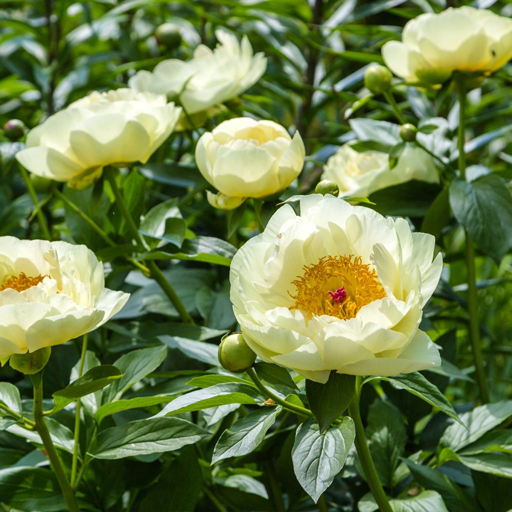 Peonia lactiflora Lemon Chiffon