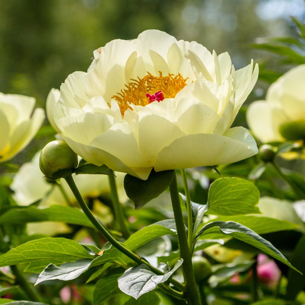 Peonia lactiflora Lemon Chiffon