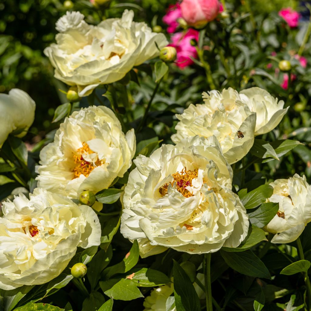 Peonia lactiflora Lemon Chiffon