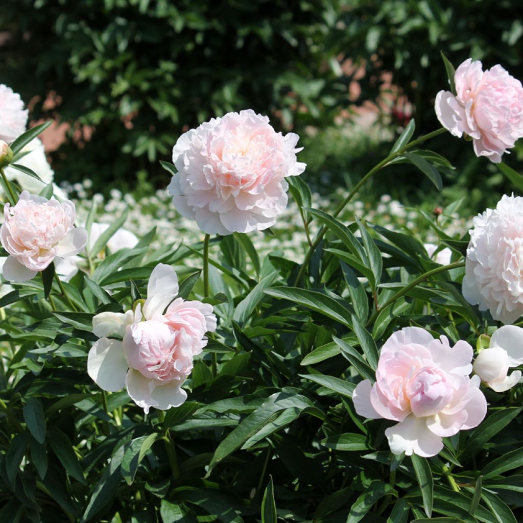 Peonia lactiflora Madame Calot