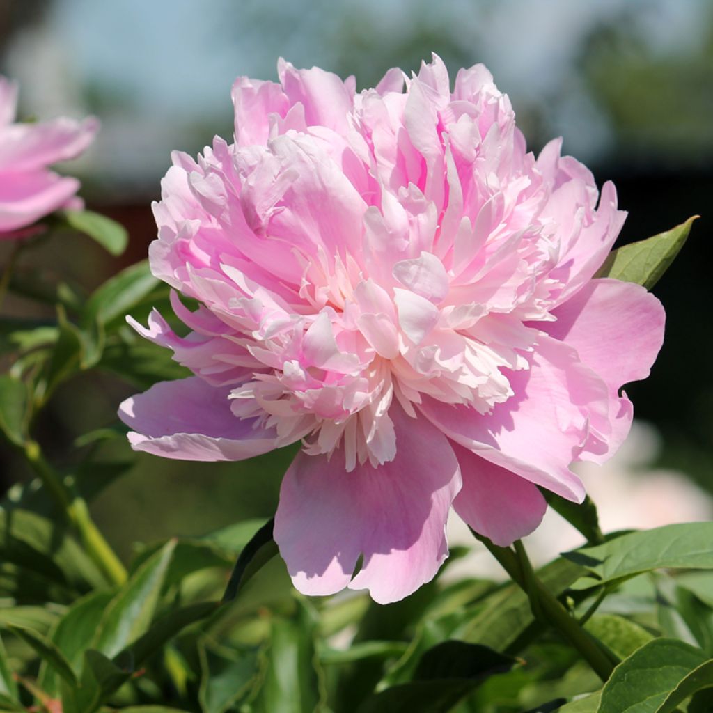 Peonia lactiflora Monsieur Jules Elie