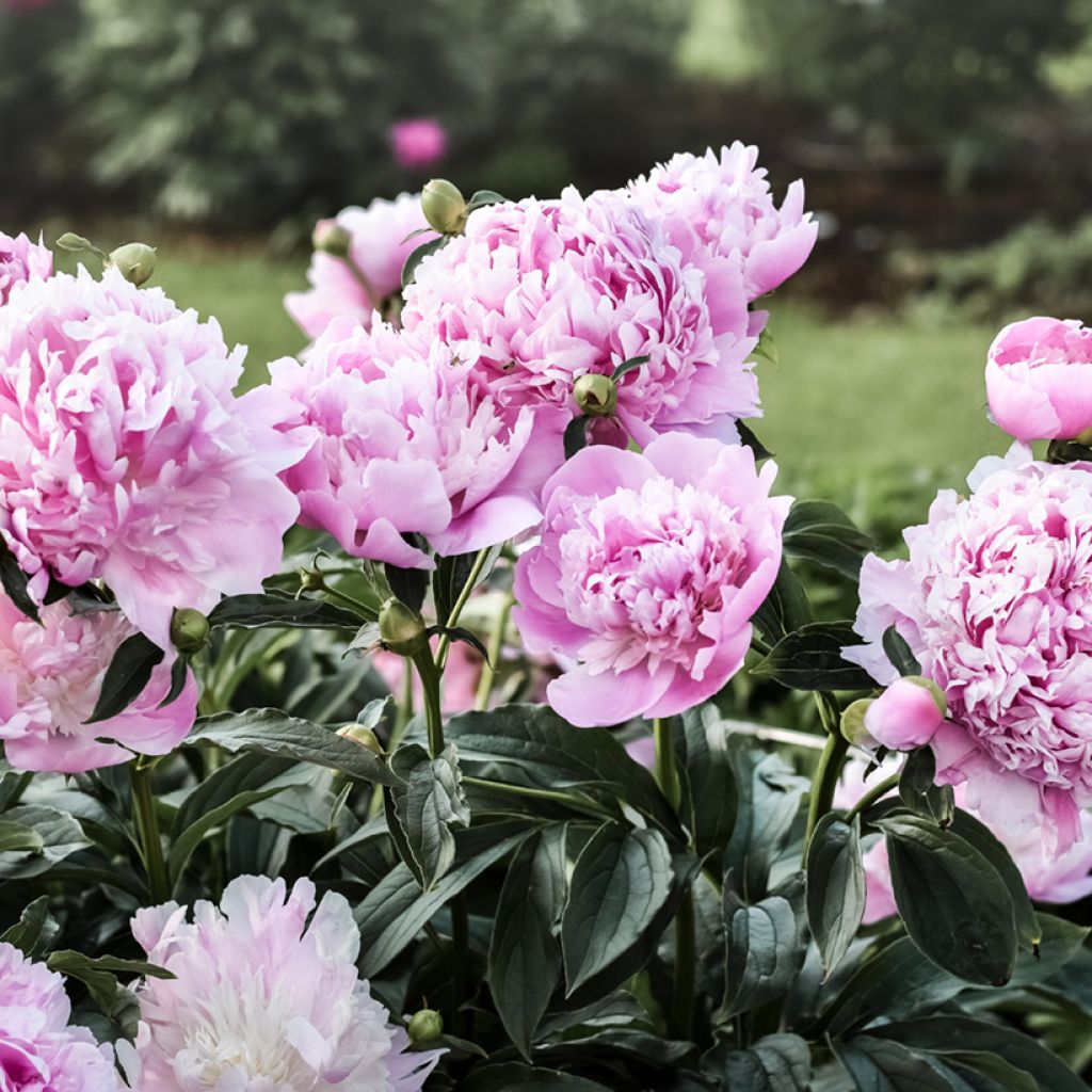 Peonia lactiflora Monsieur Jules Elie