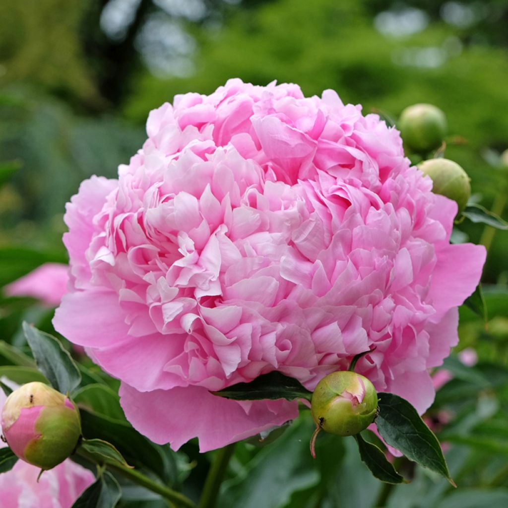 Peonia lactiflora Monsieur Jules Elie