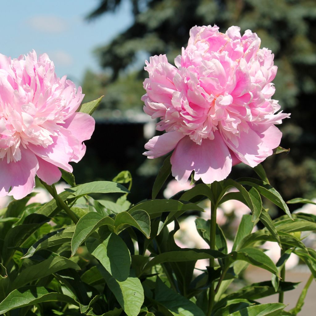 Peonia lactiflora Monsieur Jules Elie