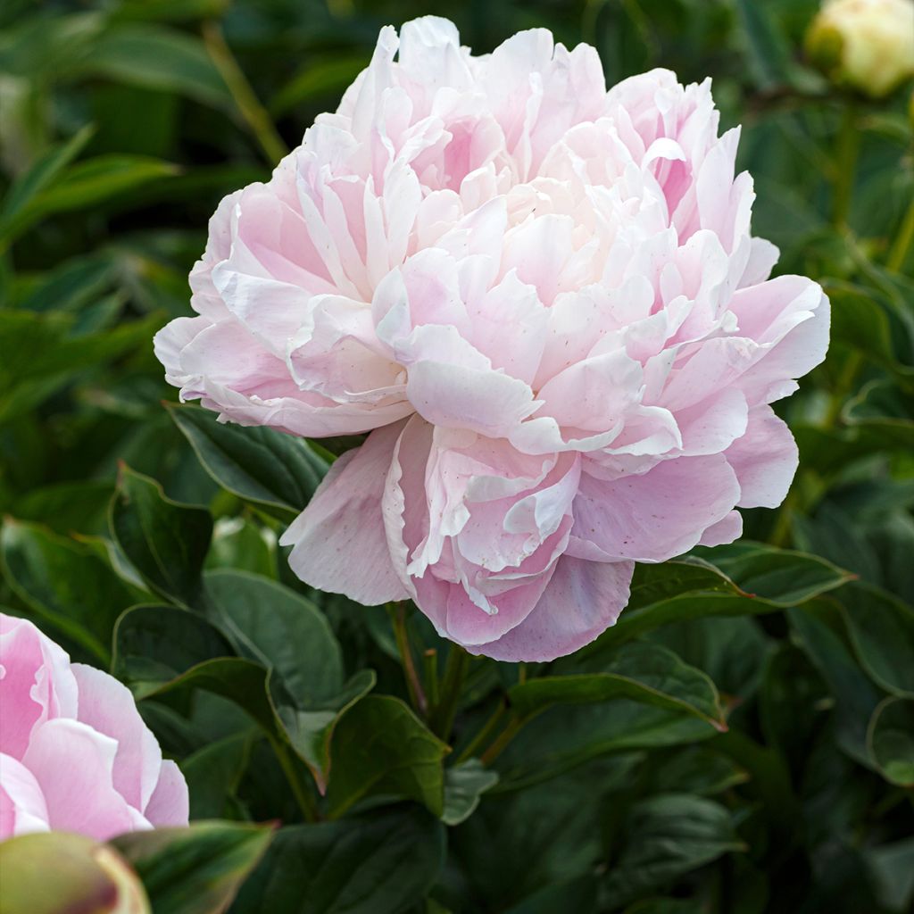 Pivoine lactiflora Morning Kiss