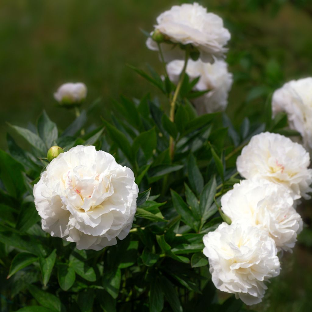 Peonia lactiflora Mother's Choice