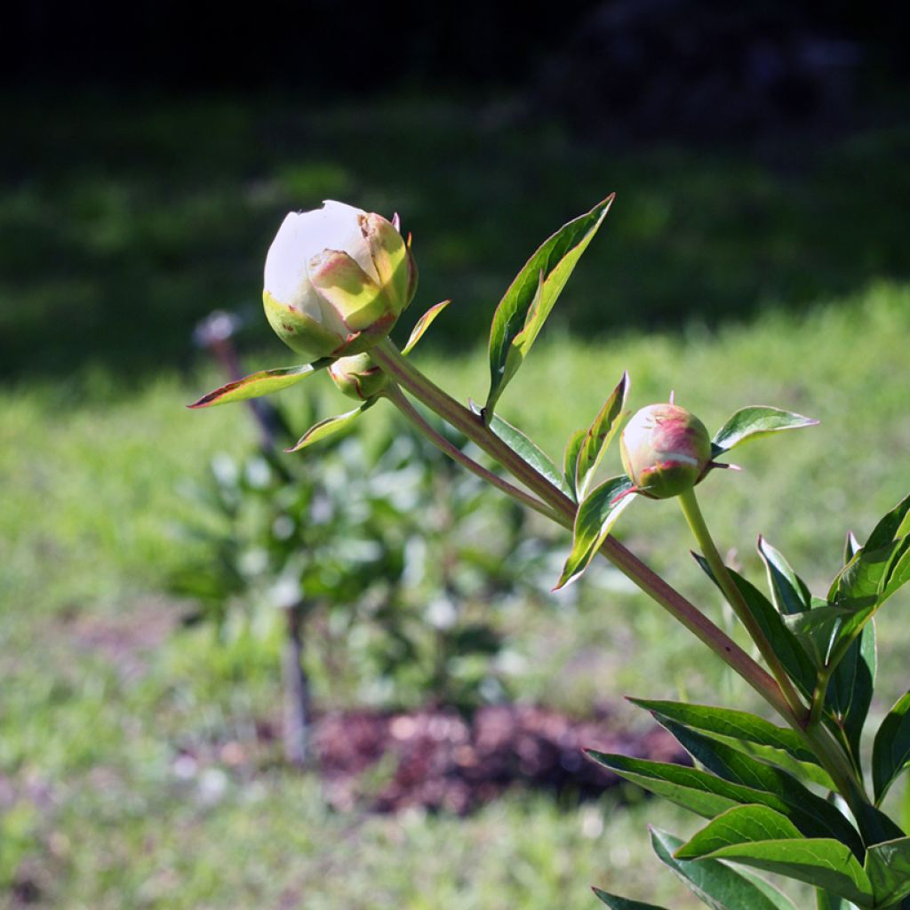 Peonia lactiflora Mother's Choice