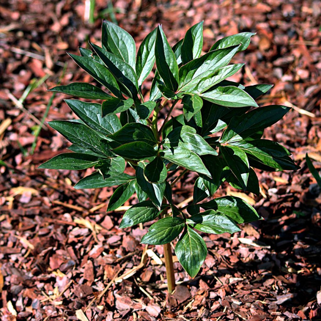 Peonia lactiflora Mother's Choice