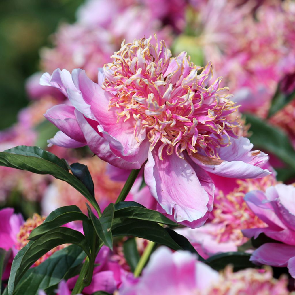 Peonia lactiflora Neon