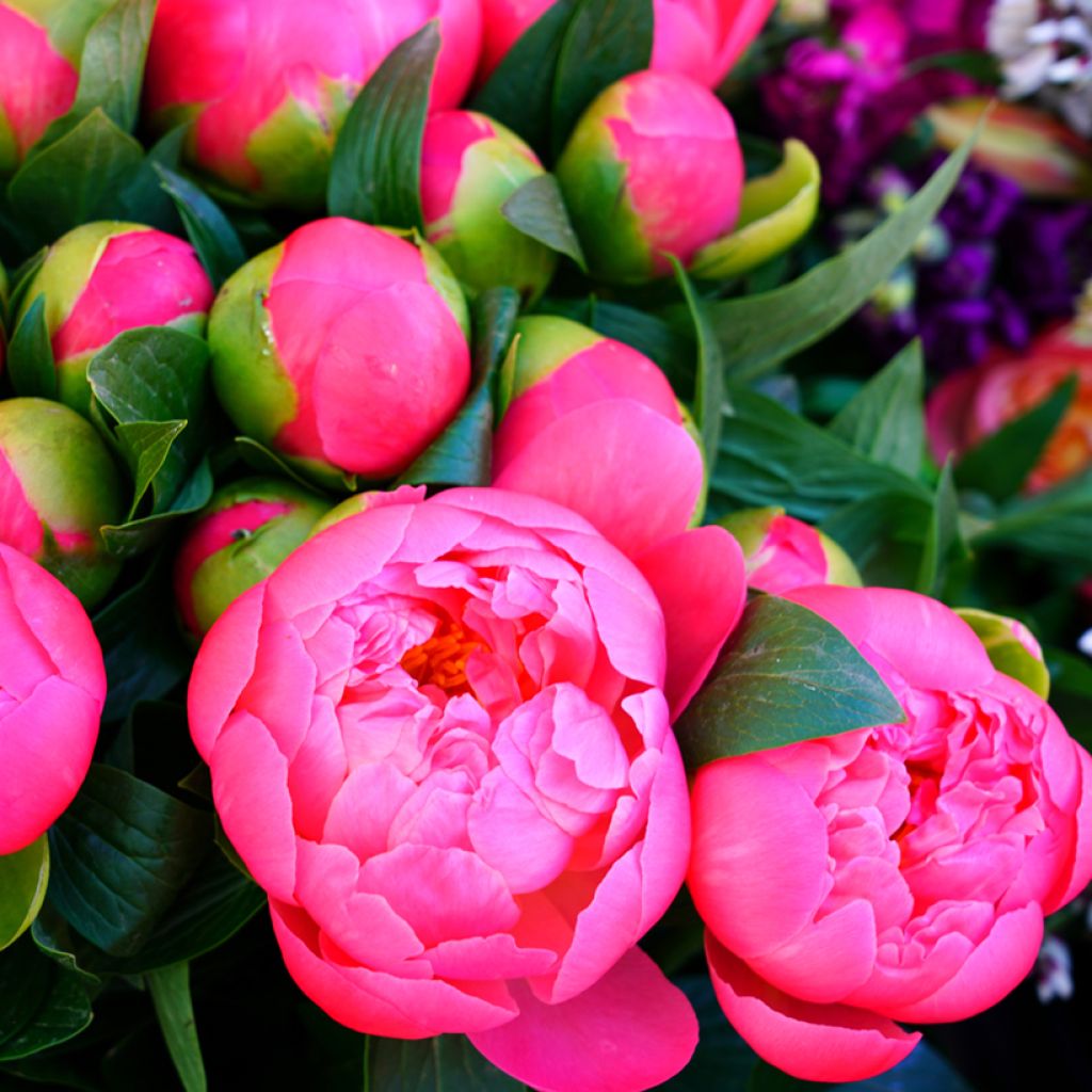 Peonia lactiflora Neon