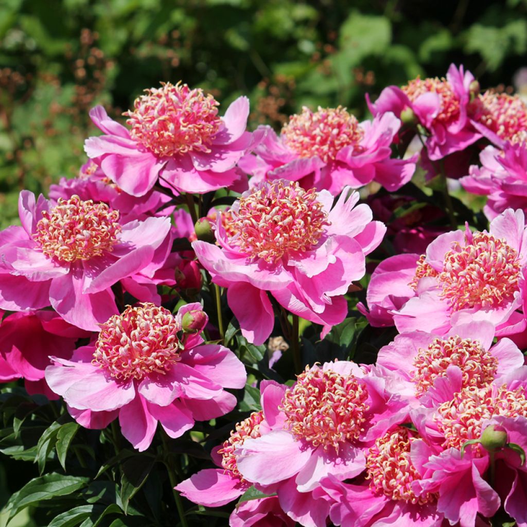 Peonia lactiflora Neon