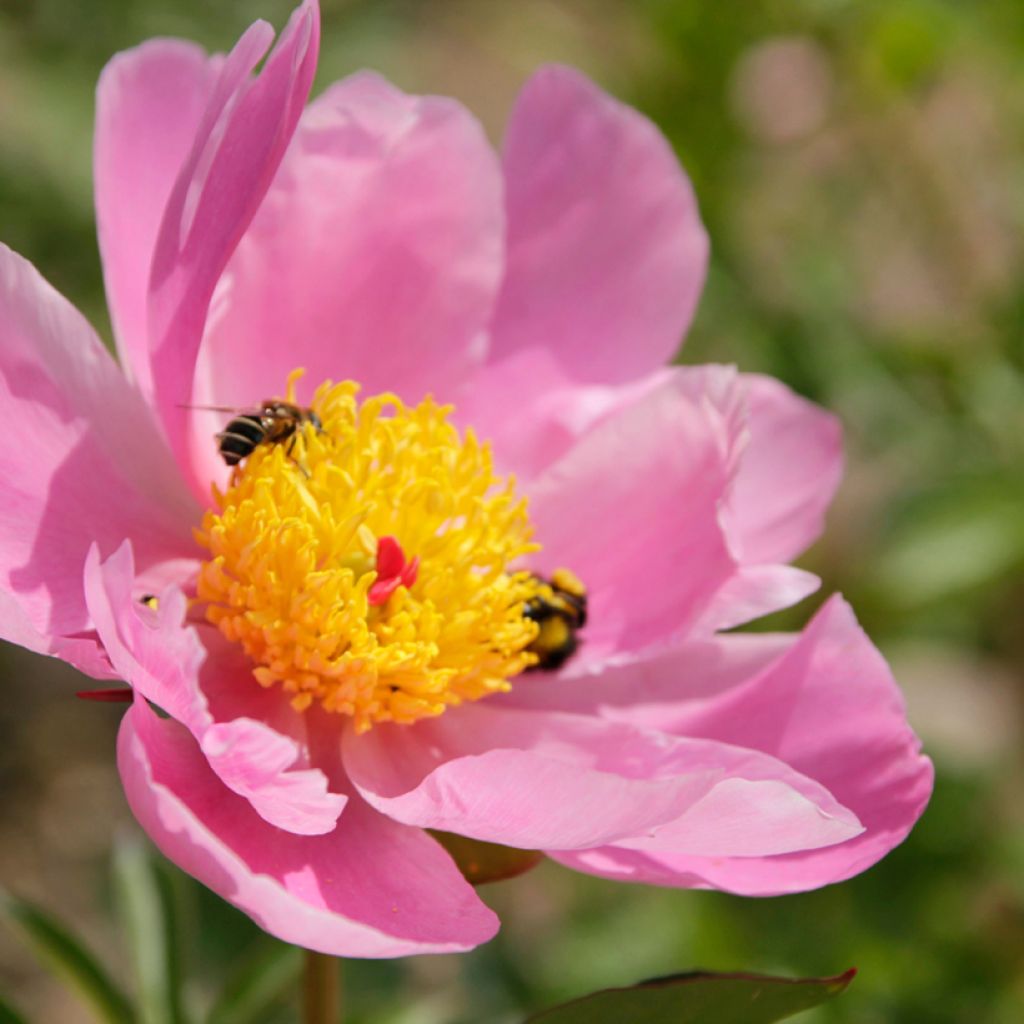 Peonia lactiflora Nymphe