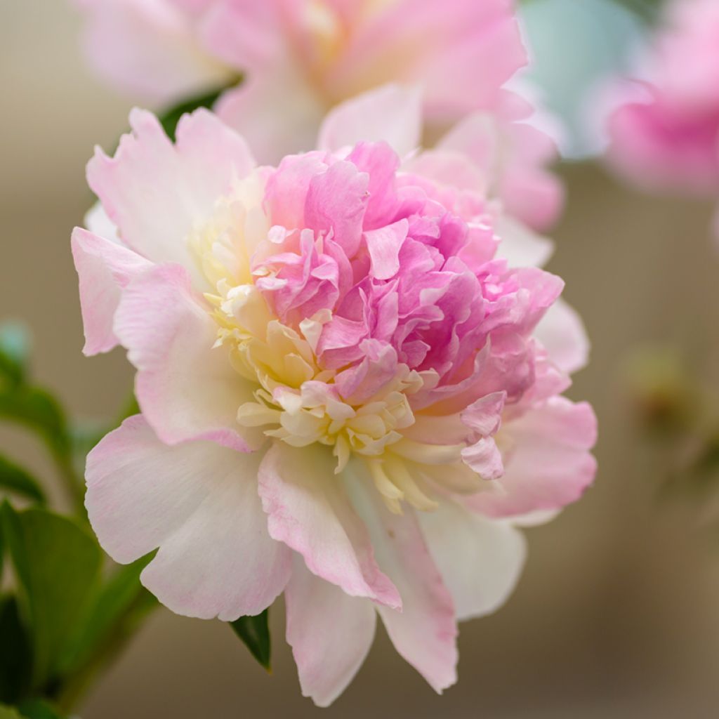 Peonia lactiflora Raspberry Sunday