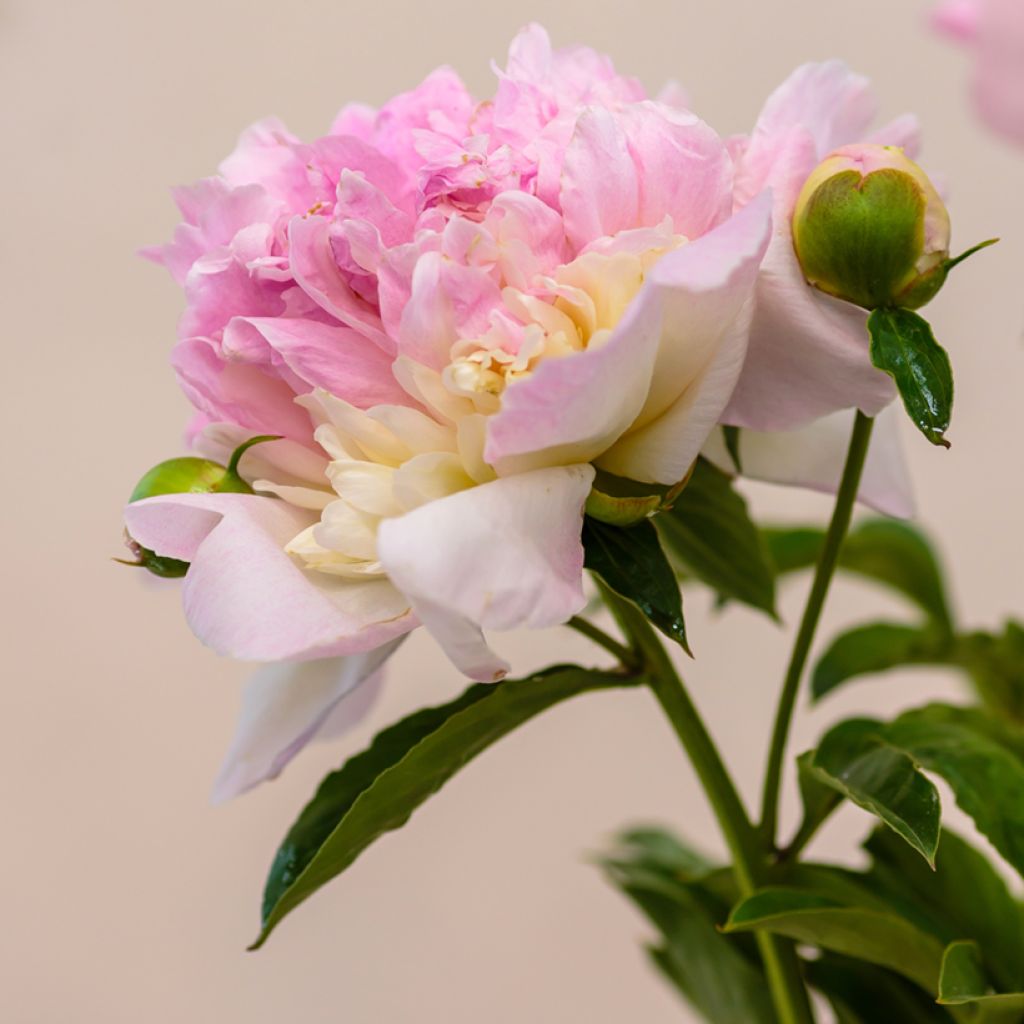 Peonia lactiflora Raspberry Sunday