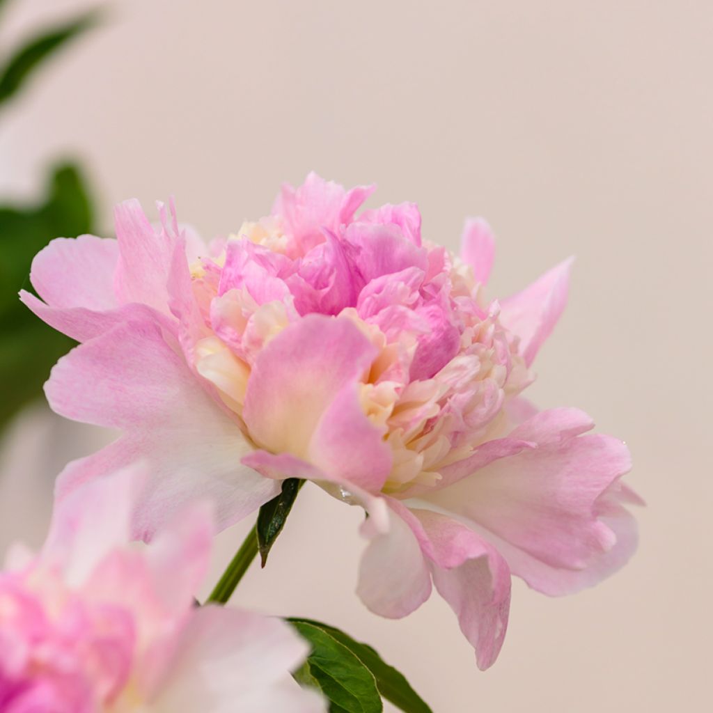 Peonia lactiflora Raspberry Sunday