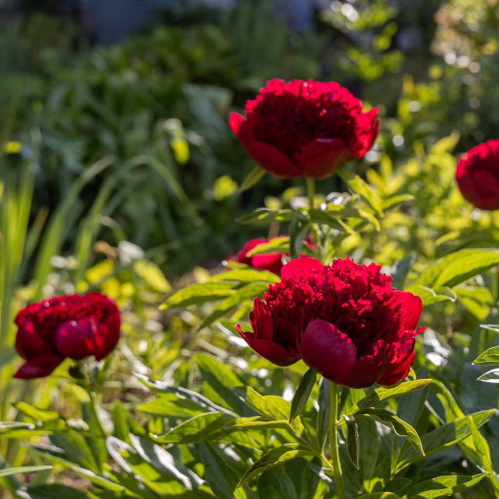 Peonia lactiflora Red Charm