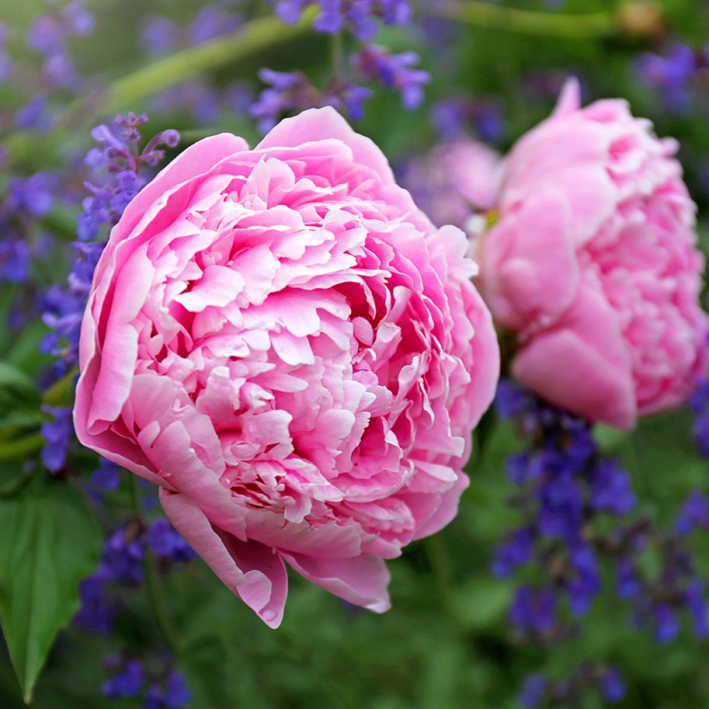 Peonia lactiflora Sarah Bernhardt