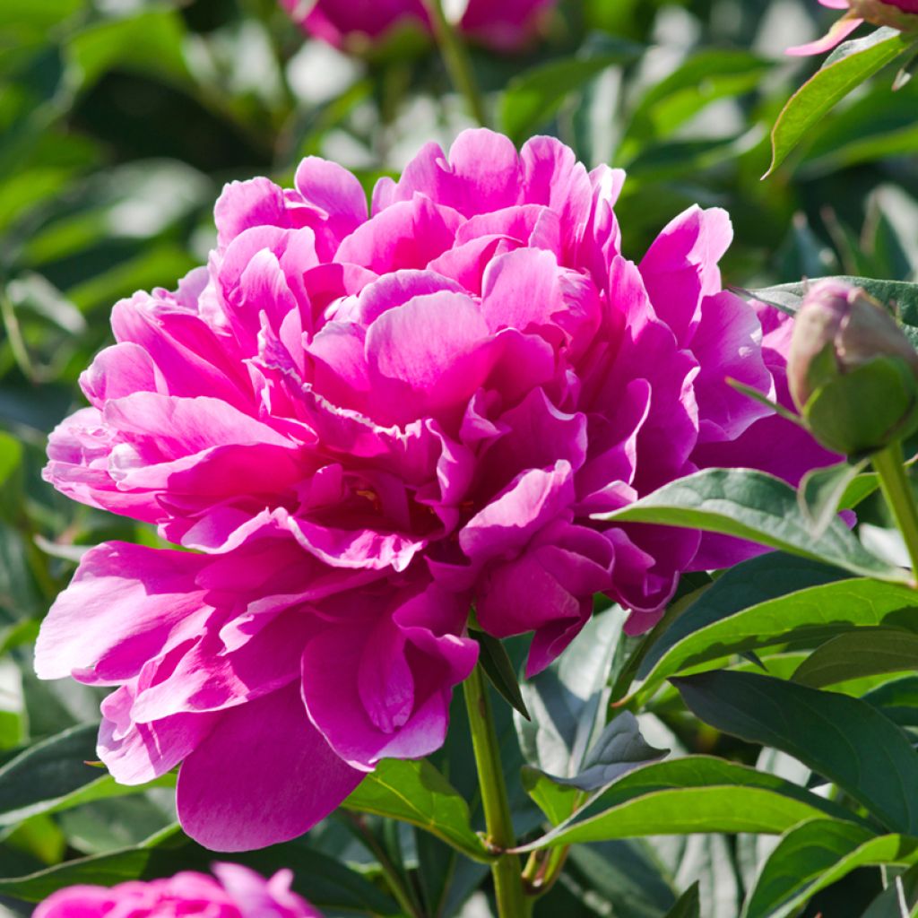 Peonia lactiflora Sarah Bernhardt