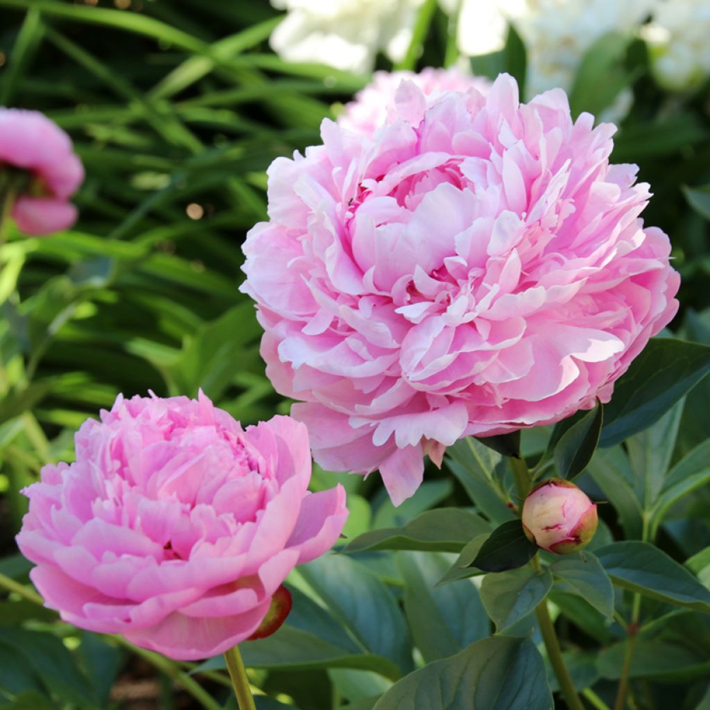 Peonia lactiflora Sarah Bernhardt