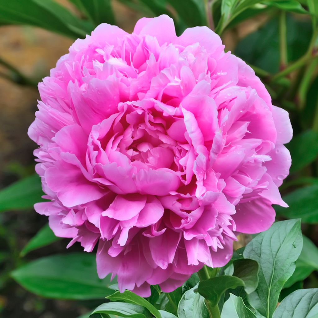 Peonia lactiflora Sarah Bernhardt