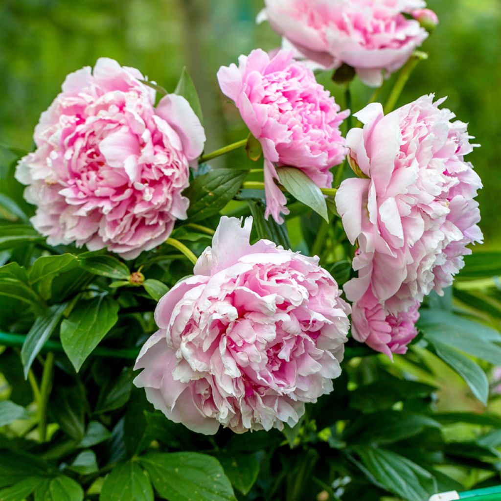 Peonia lactiflora Sarah Bernhardt