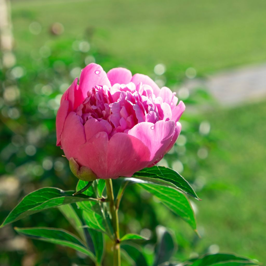 Peonia lactiflora Sarah Bernhardt