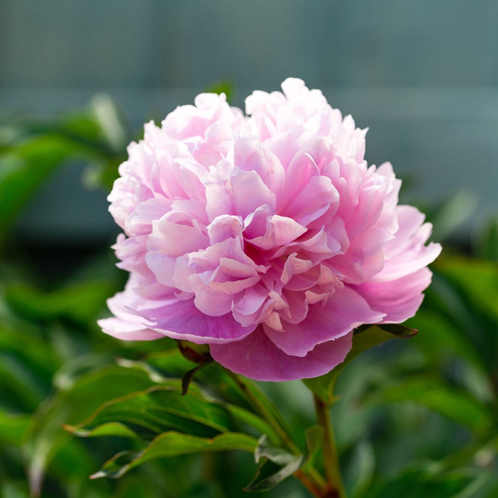 Peonia lactiflora Sarah Bernhardt