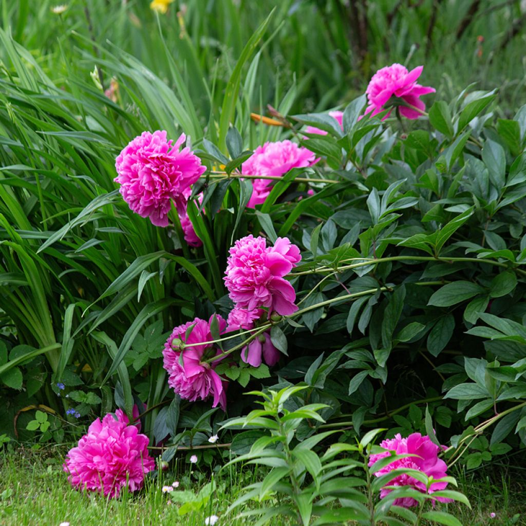 Peonia lactiflora Sarah Bernhardt